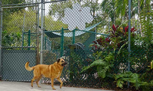 Dog Daycare Fort Lauderdale FL