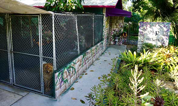 Pet Boarding Fort Lauderdale FL