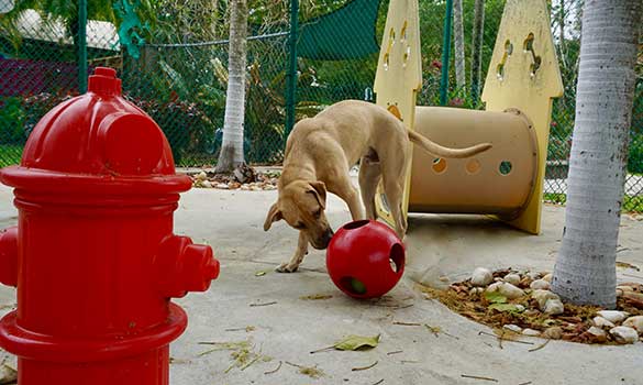 Dog Daycare Fort Lauderdale FL