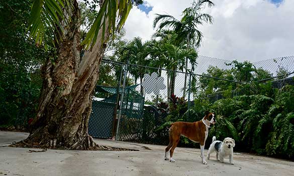 Dog Daycare Fort Lauderdale FL